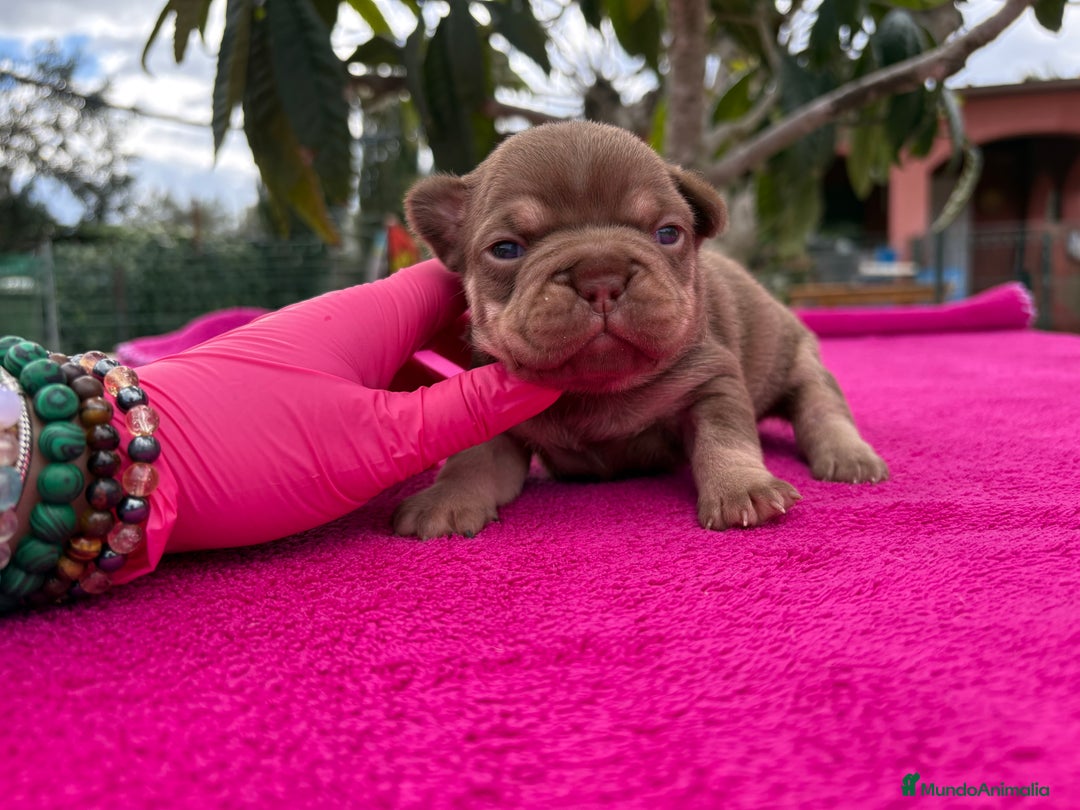 Imagen de galería {{count}}