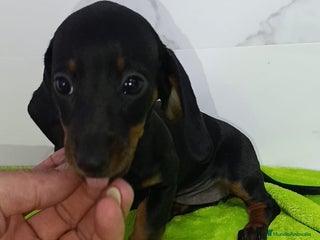 Teckel Miniatura perros BONITOS TECKEL MINIS DISPONIBLES - Anuncio 1