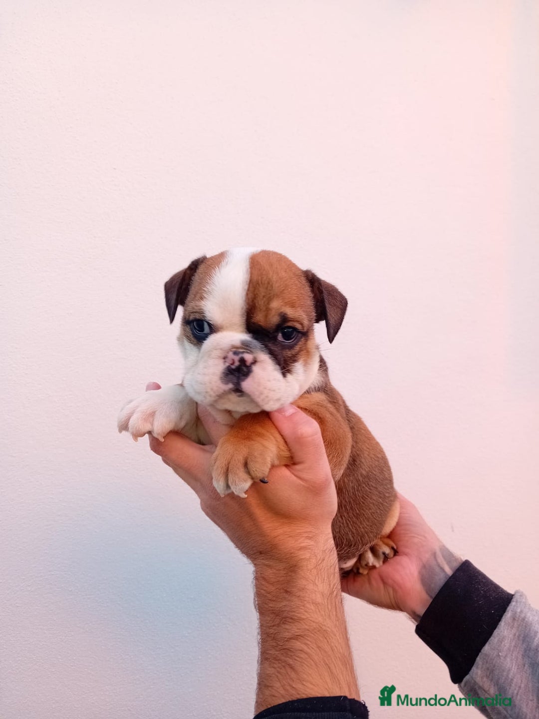 Bulldog Inglés perros en venta: Burló inglés  - Anuncio 3