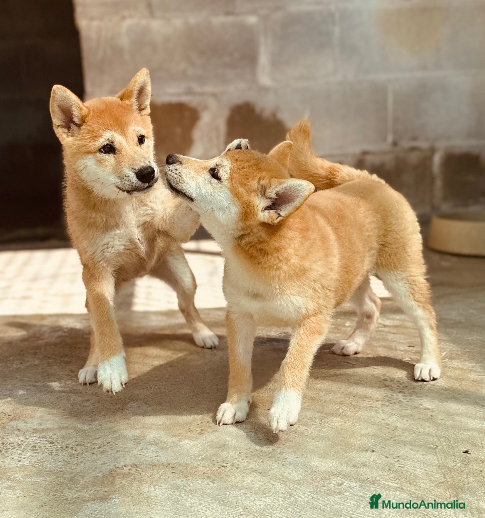 Shiba Inu perros SHIBA INU ROJAS DISPONIBLES - Anuncio 42