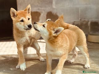Shiba Inu perros SHIBA INU ROJAS DISPONIBLES - Anuncio 22