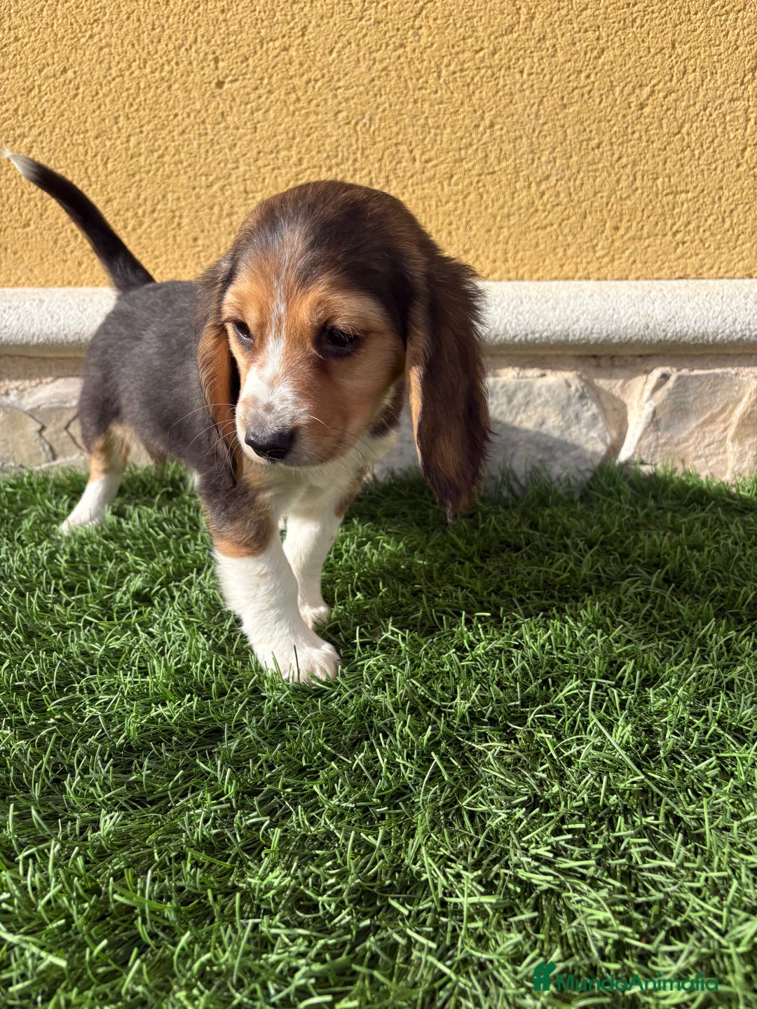 Beagle perros en venta: Cachorro macho de Beagle  - Anuncio 7