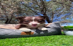 Border Collie perros en venta: BORDER COLLIE CHOCOLATE - Imagen 3