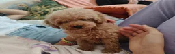 Caniche Toy perros en venta: Caniche Toy - Anuncio 4