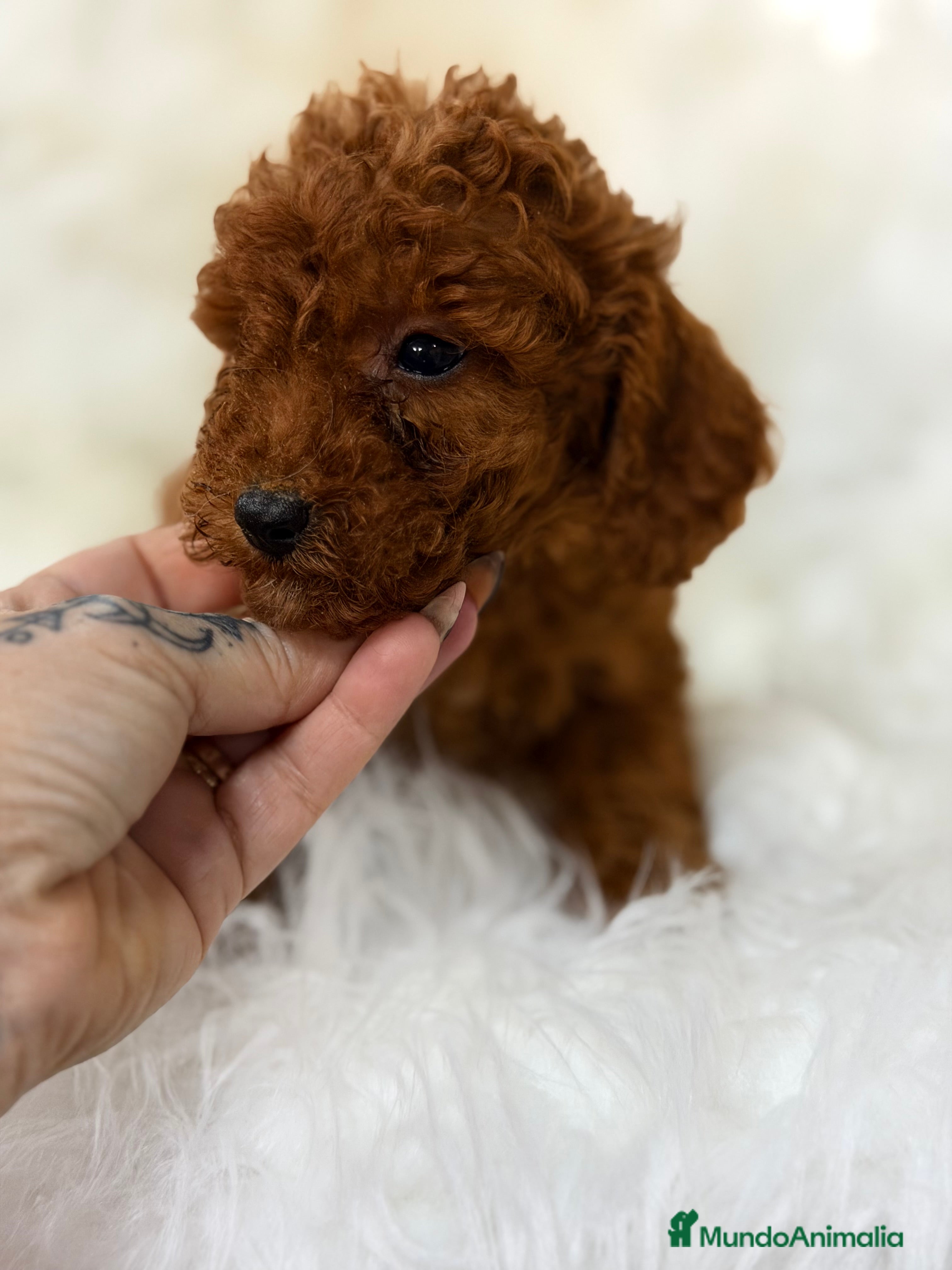 Caniche Toy perros Caniche rojo pimentón toy - Anuncio 13