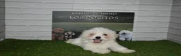 Bichón Maltés perros en venta: Bichón maltes  en Cáceres - Anuncio 1