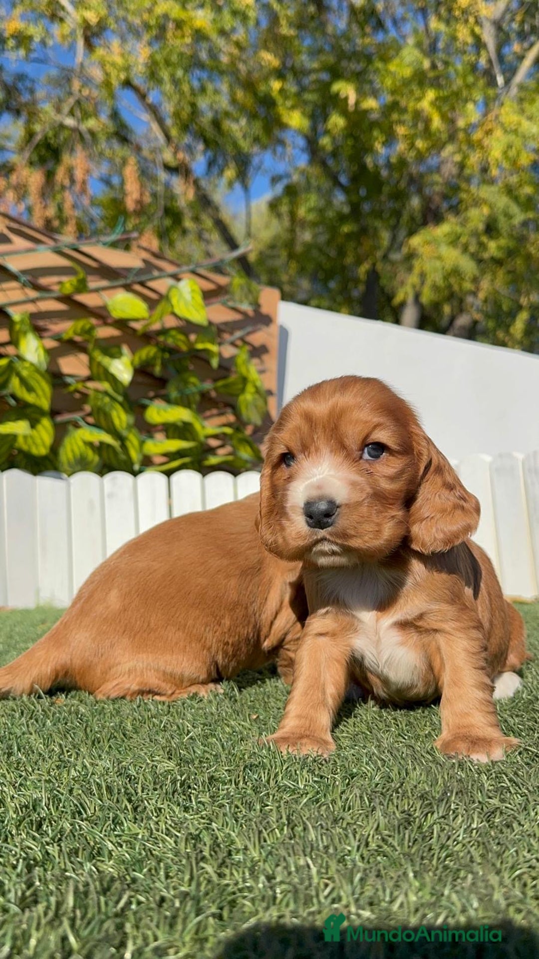 Cocker Spaniel Inglés perros en venta: COCKER SPANIEL INGLES - Anuncio 8