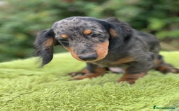Teckel Miniatura perros en venta: Teckel pelo largo  - Imagen 2