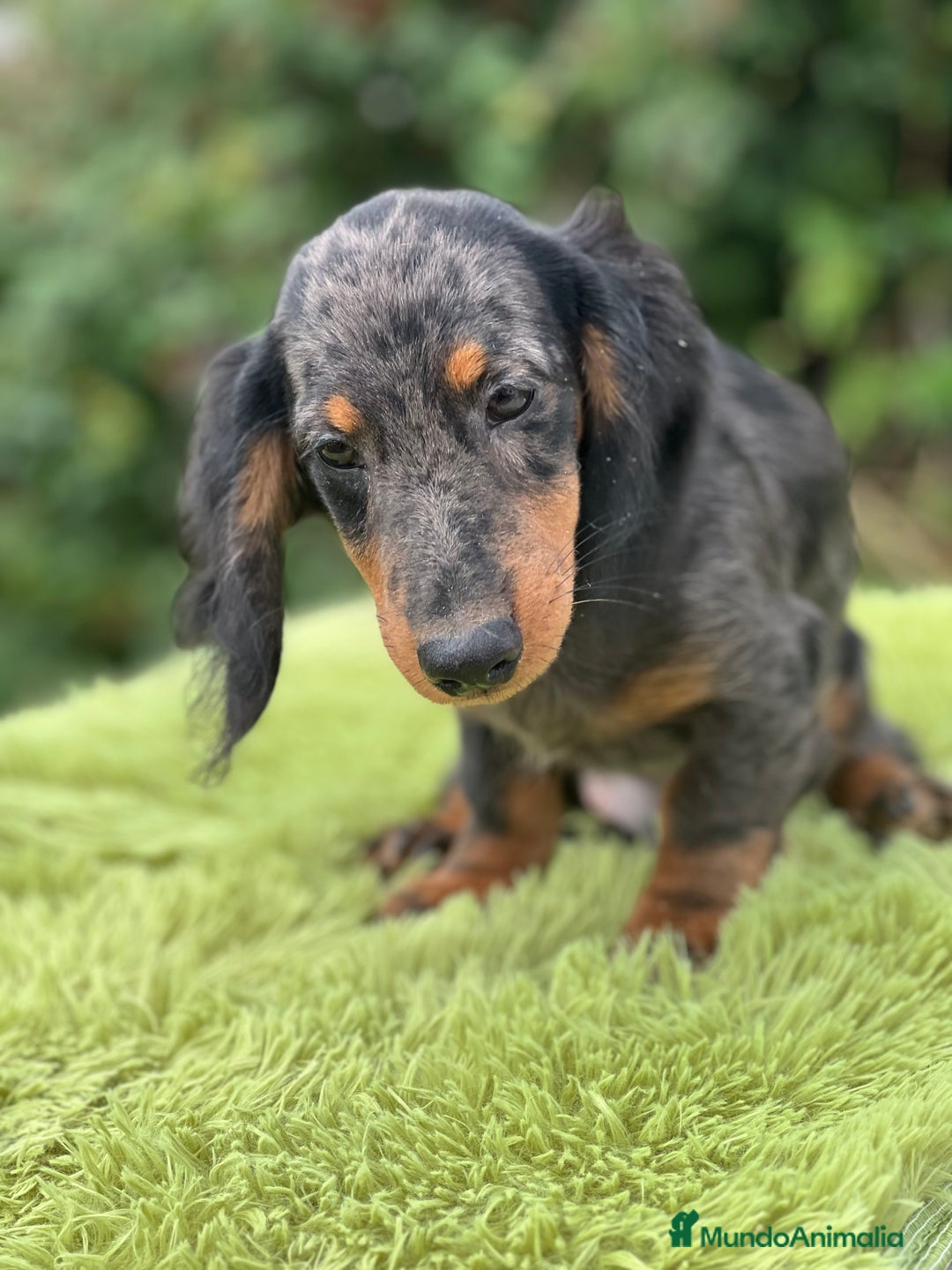 Teckel Miniatura perros en venta: Teckel pelo largo  - Imagen 2