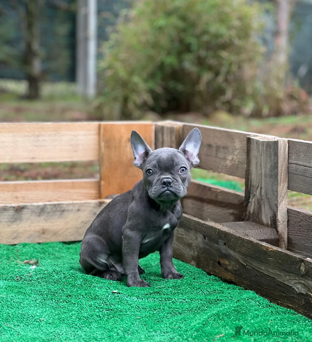 Bulldog Francés perros en venta: Bulldog francés blue y merles - Anuncio 1