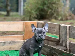 Bulldog Francés perros Bulldog francés blue y merles - Anuncio 39