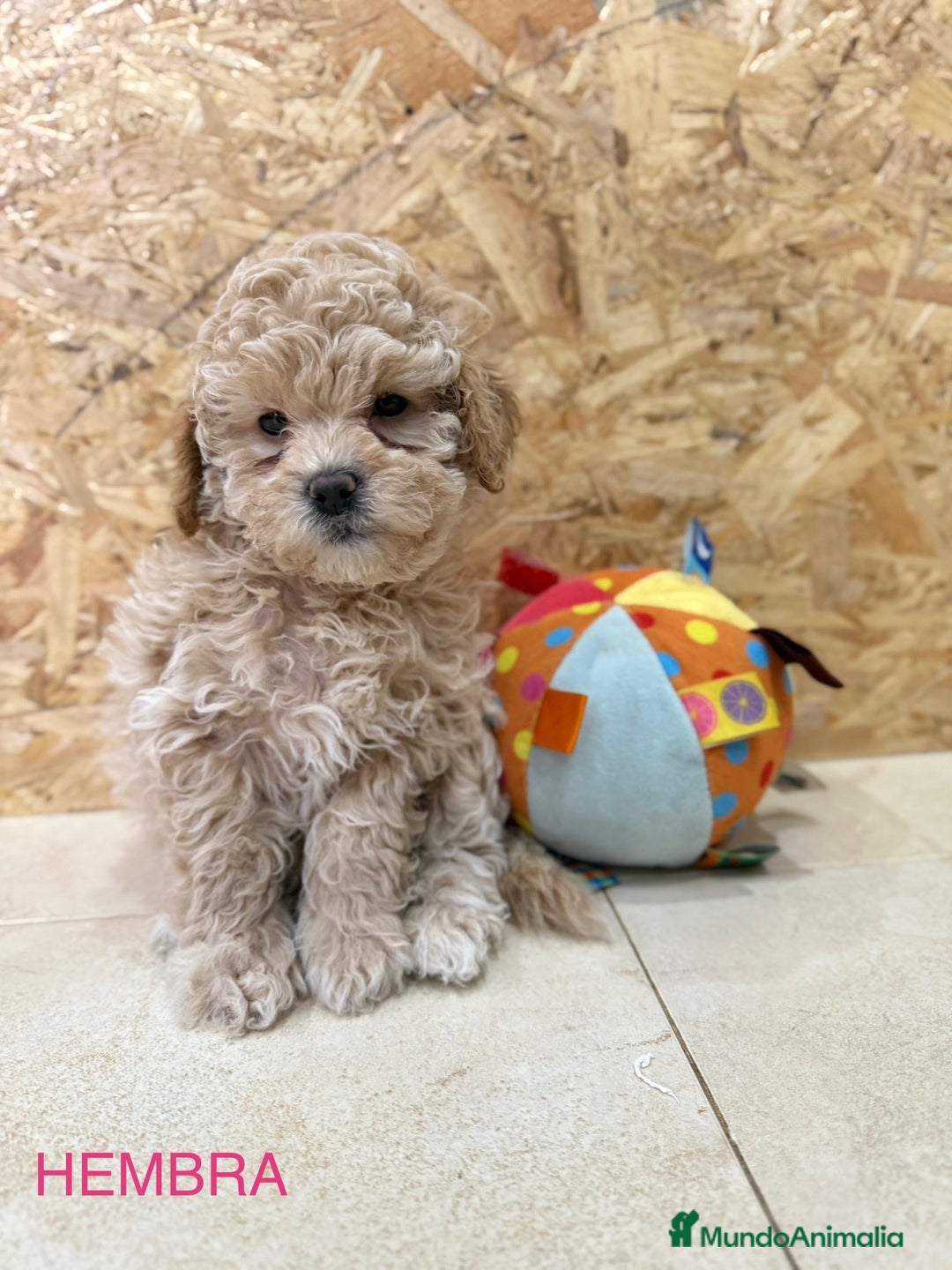 Caniche Toy perros en venta: Caniches toy - Imagen 5