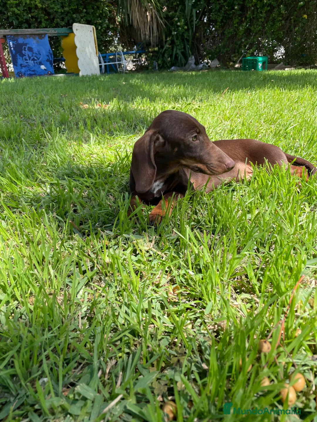 Teckel Miniatura perros en venta: Teckel miniatura  - Anuncio 4