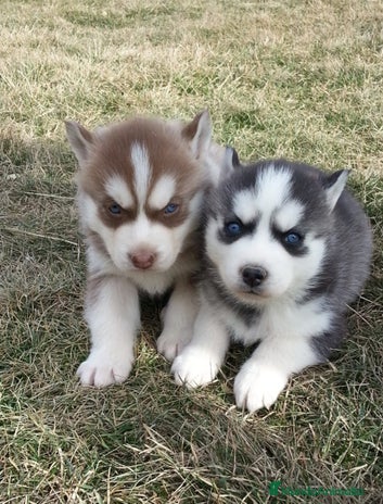Husky Siberiano perros - Anuncio 1