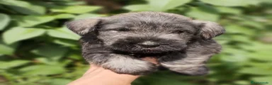 Schnauzer Miniatura Cachorro 2