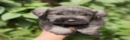 Schnauzer Miniatura perros en venta: Cadells de SCHNAUZER MINI SAL I PEBRE,  - Anuncio 2