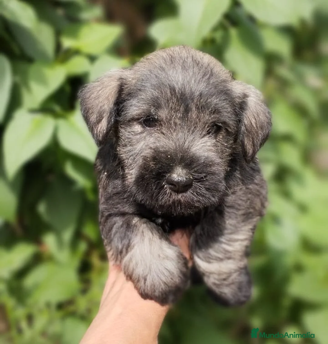 Schnauzer Miniatura perros en venta: Cadells de SCHNAUZER MINI SAL I PEBRE,  - Anuncio 2