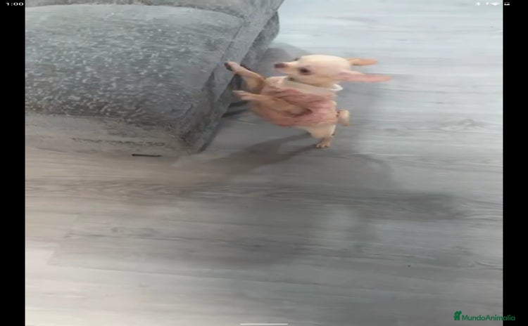 Chihuahua perros - Anuncio 1