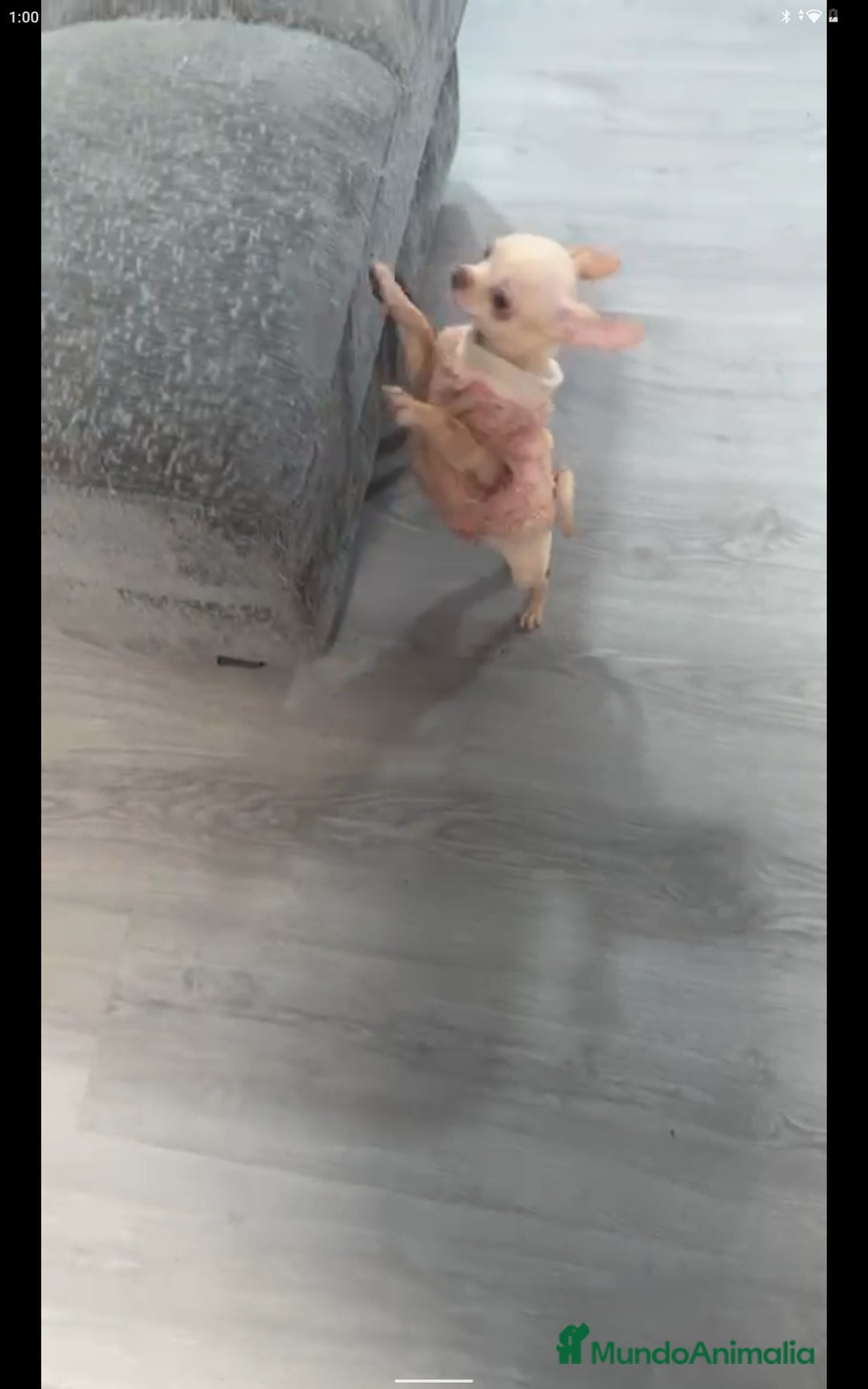 Chihuahua perros en venta: 4 meses 1'100k  HEMBRA CHIHUAHUA ❗❗🌹✨ - Imagen 1