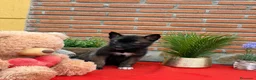 Raza Mixta perros en venta: Mix malinois/husky  - Anuncio 2