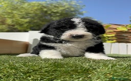 Perro de Agua Español perros en venta: PERRO DE AGUA RABON - Imagen 12