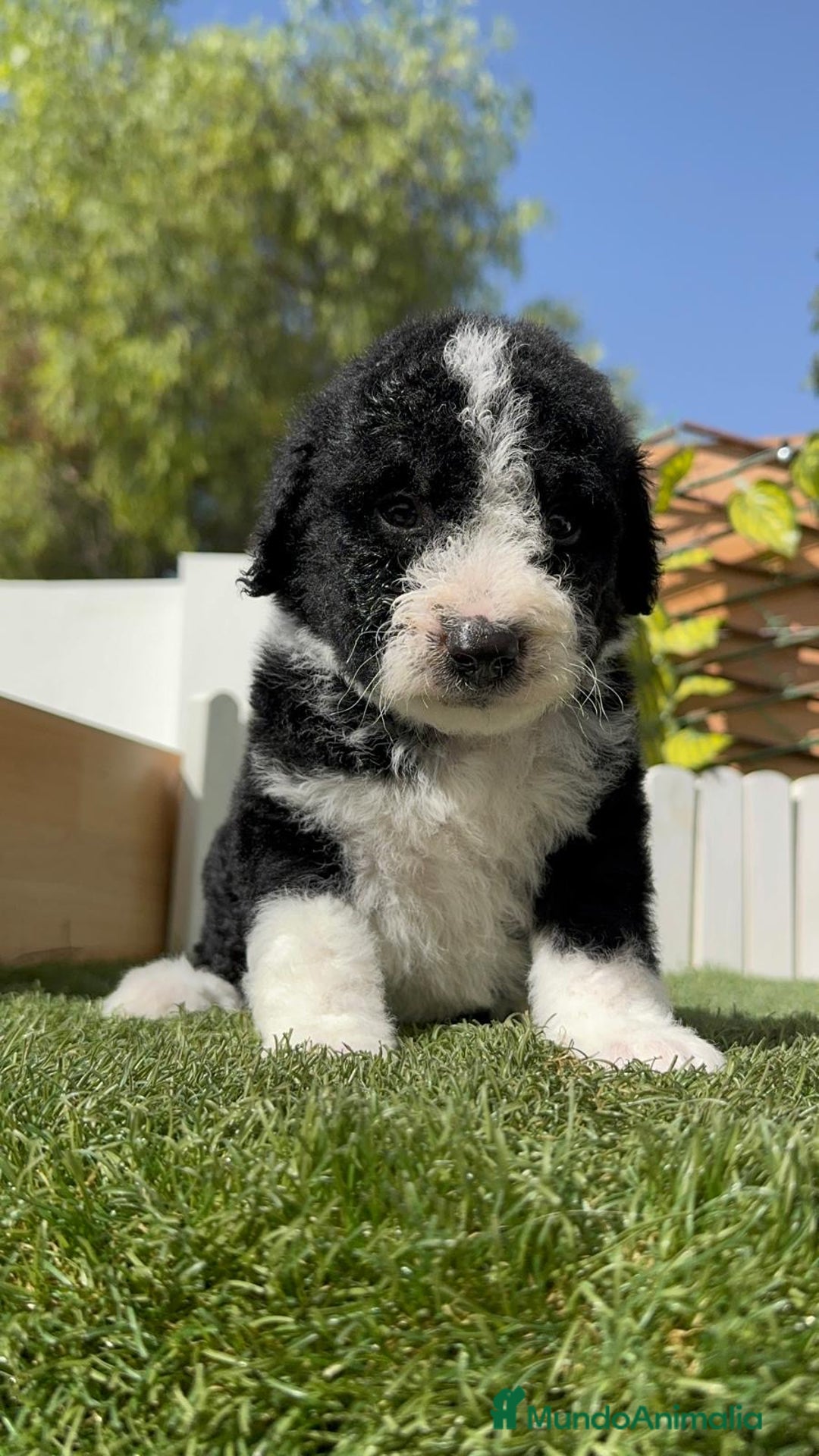 Perro de Agua Español perros en venta: PERRO DE AGUA RABON - Imagen 12