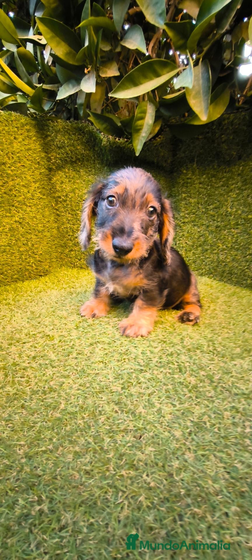 Teckel Miniatura perros teckel miniatura arlequín pelo largo  - Anuncio 1