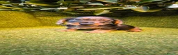 Teckel Miniatura perros en venta: teckel miniatura arlequín pelo largo  - Anuncio 1