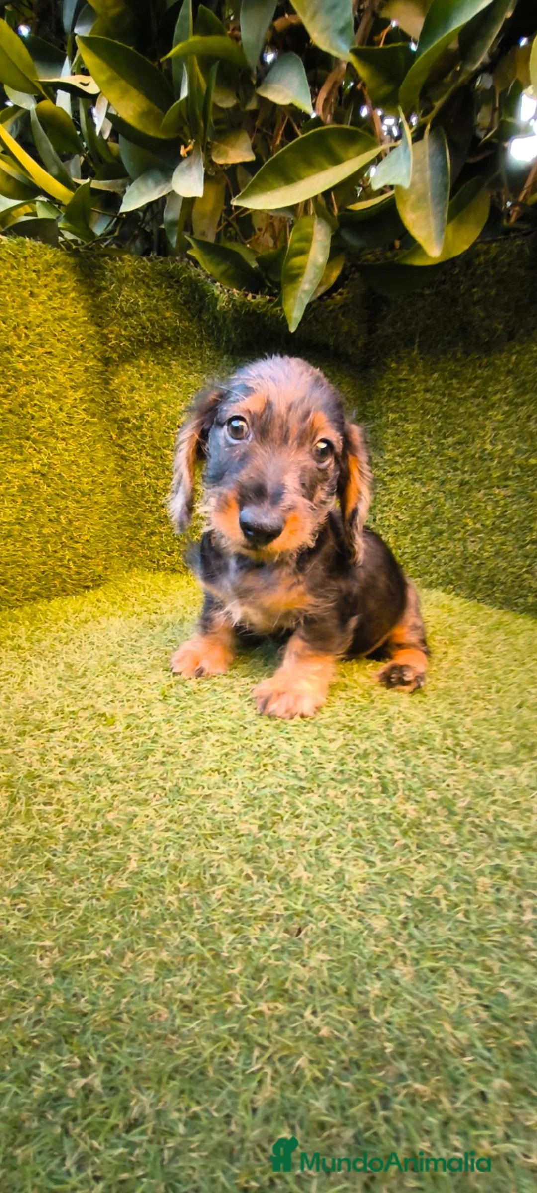 Teckel Miniatura perros en venta: teckel miniatura arlequín pelo largo  - Anuncio 1