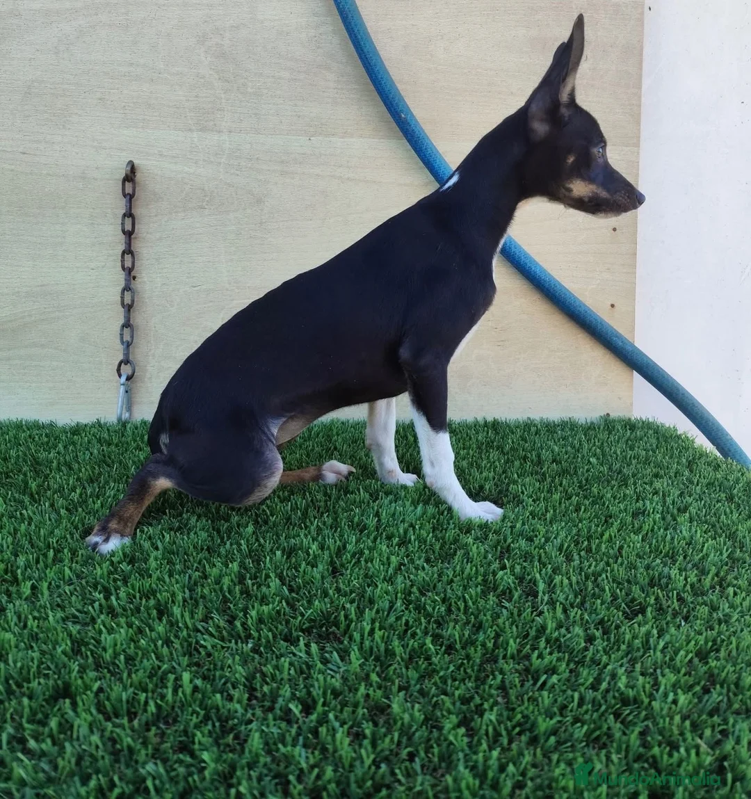 Gos Rater Valencià perros en venta: Gos Rater valencia en caraby  - Anuncio 11