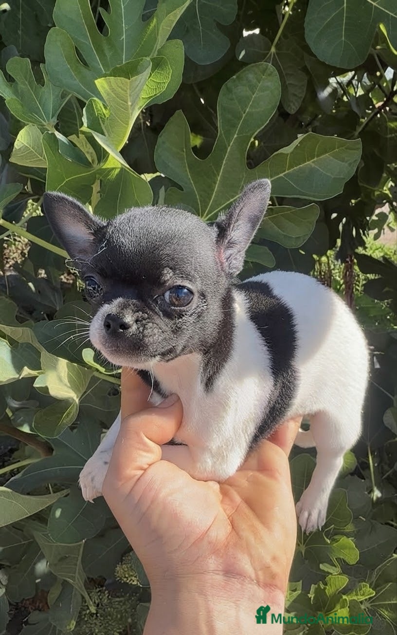 Chihuahua perros Chihuahua  - Anuncio 3