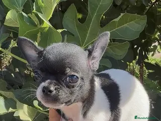 Chihuahua perros Chihuahua - Anuncio 3