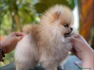 Pomerania perros en Málaga - Anuncio 37