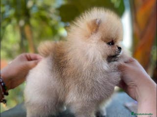 Pomerania perros POMERANIAS AUTENTICOS. LOS MEJORES en Málaga - Anuncio 16