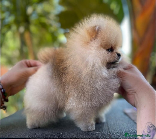 Pomerania perros en Málaga - Anuncio 9