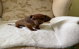 Teckel Miniatura perros en venta: Teckel kaninchen cachorro macho  - Imagen 5