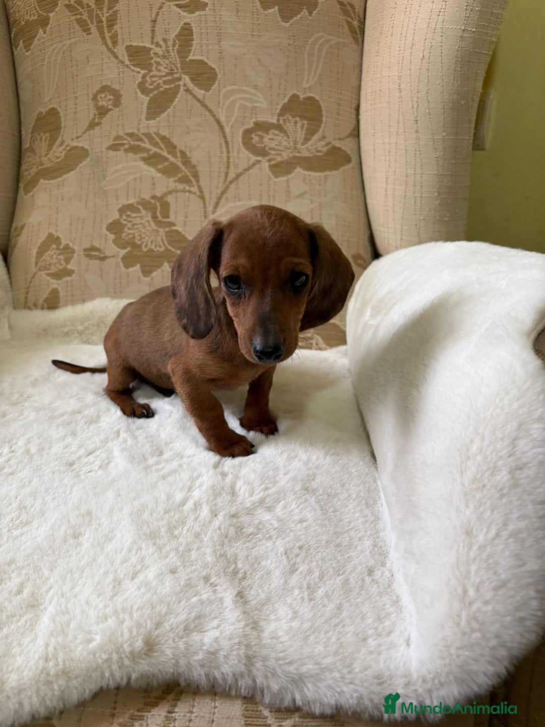 Teckel Miniatura perros en venta: Teckel kaninchen cachorro macho  - Imagen 5