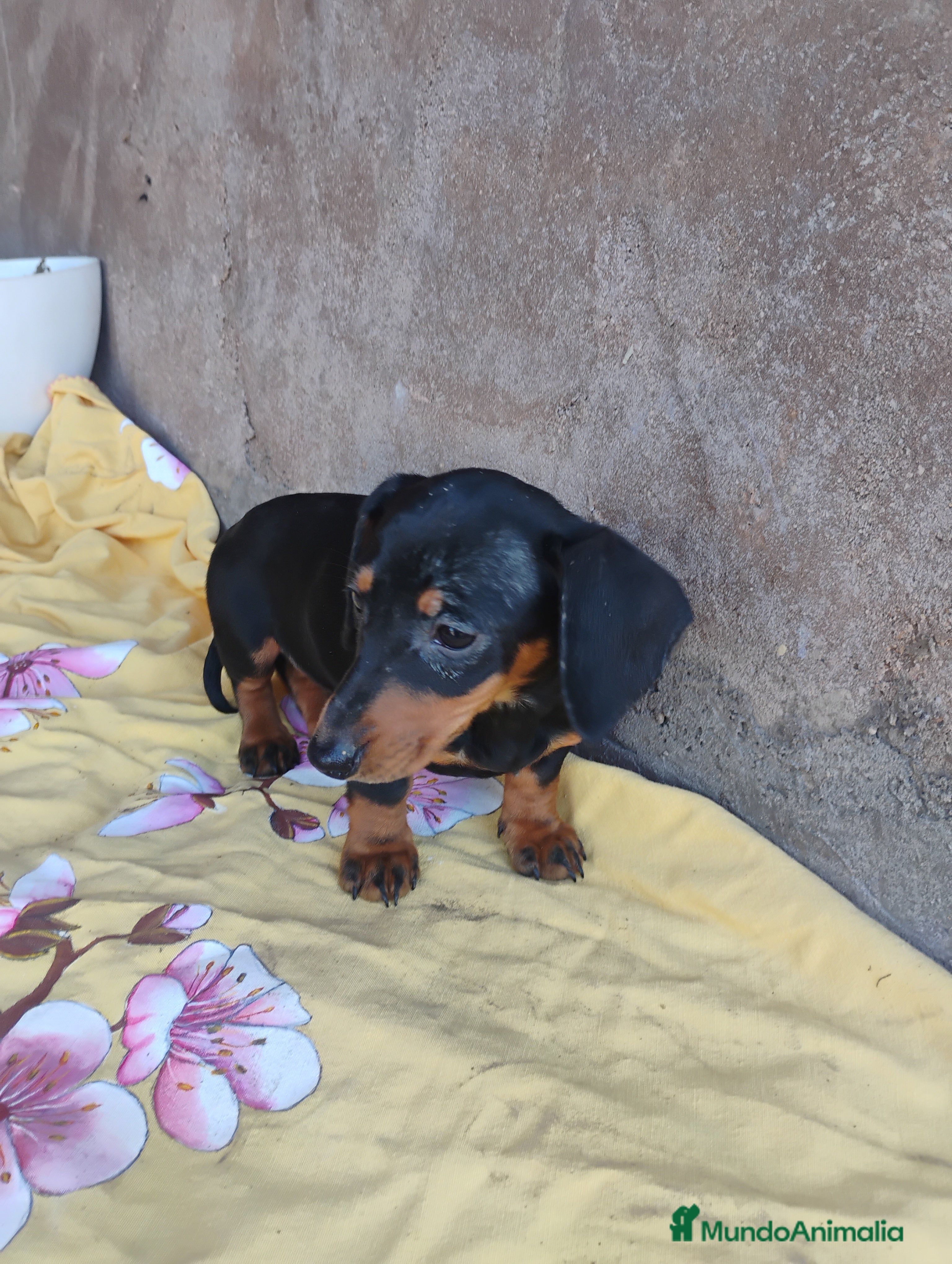 Teckel perros Hembra teckel negro fuego miniatura  - Anuncio 1