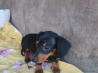 Teckel perros Hembra teckel negro fuego miniatura - Anuncio 1