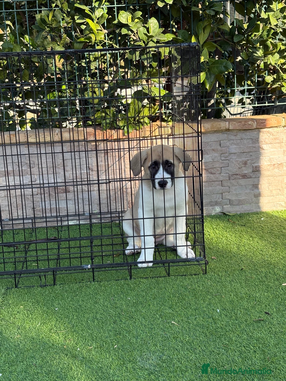 Mastín Español perros en venta: Cachorra de mastín español  - Anuncio 11