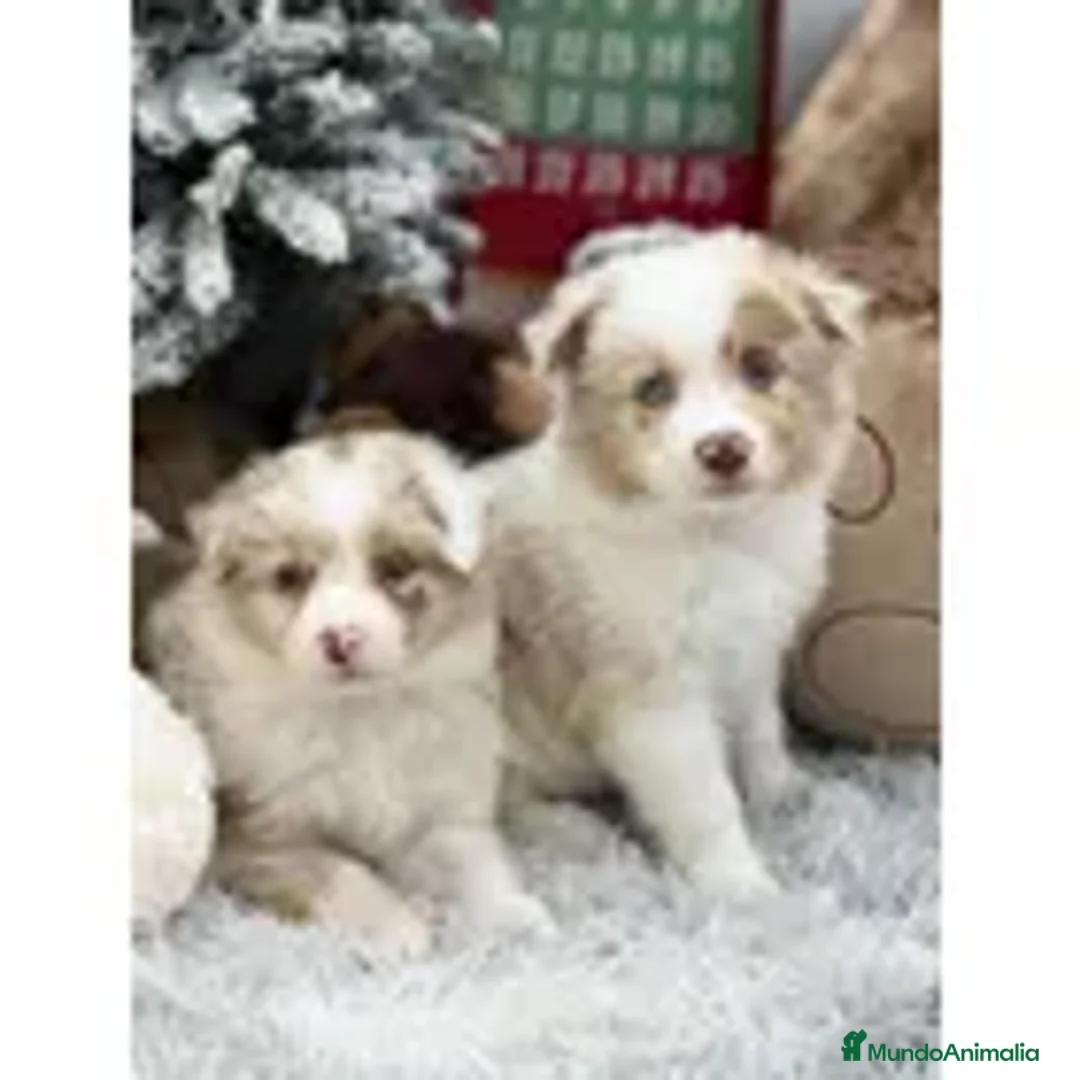 Border Collie perros en venta: Border collie puppy .  - Anuncio 5