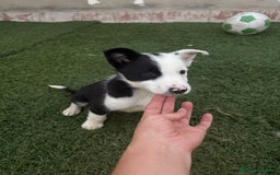Border Collie perros en venta: BORDER COLLIE  - Imagen 4