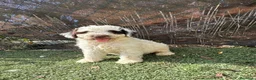 Perro de Agua Español perros en venta: PERRO DE AGUA  - Anuncio 5