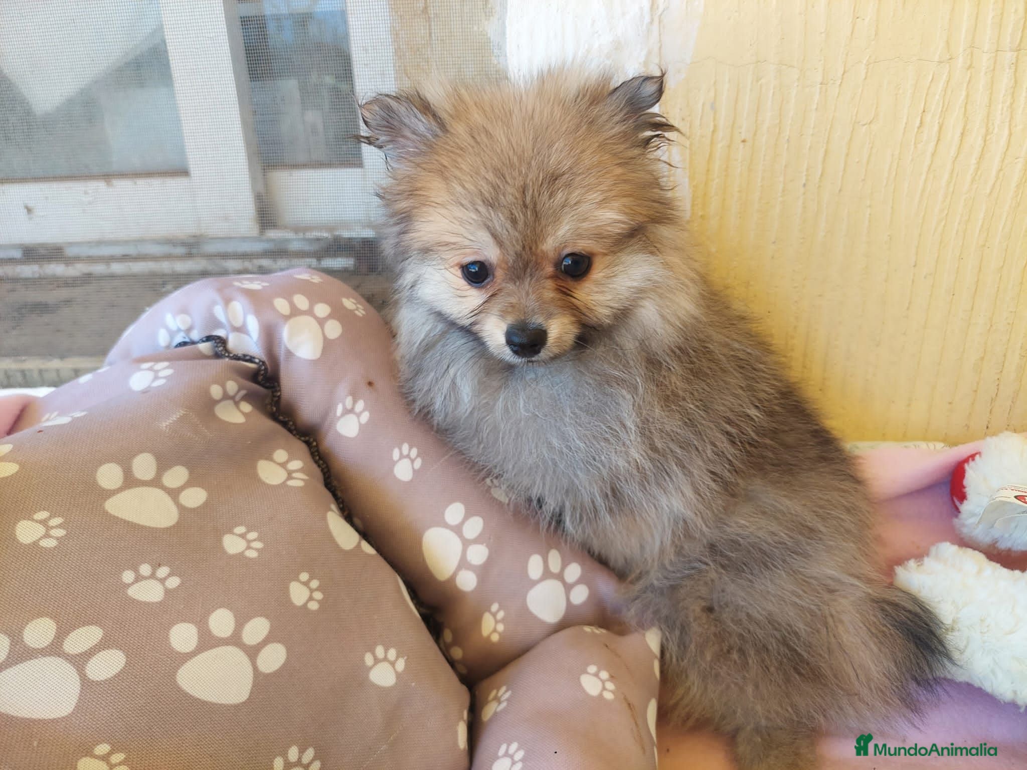 Pomerania perros Bonito pomerania - Anuncio 1