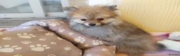 Pomerania perros en venta: Bonito pomerania - Anuncio 1