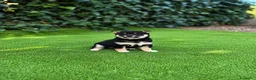 Shiba Inu perros en venta: Lindos Shiba inu en Tarragona y Barcelona 🦊✨ - Anuncio 1