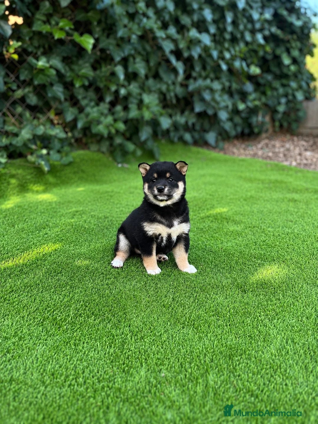 Shiba Inu perros en venta: Lindos Shiba inu en Tarragona y Barcelona 🦊✨ - Anuncio 1