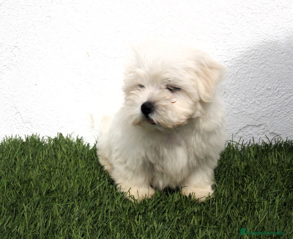 Bichón Maltés perros en venta: Bichon Maltes  - Anuncio 15