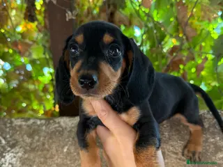 Teckel Miniatura perros Teckel miniatura - Anuncio 16