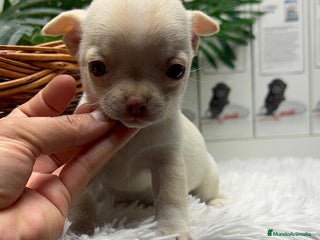 Chihuahua perros CHIHUAHUA HEMBRA - Anuncio 36